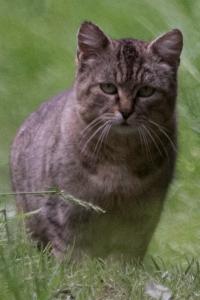 Chat domestique