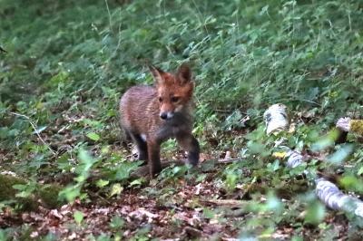 Vulpes vulpes