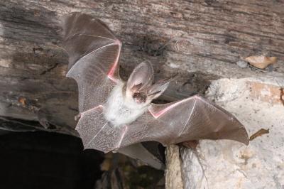 <i>Plecotus</i>