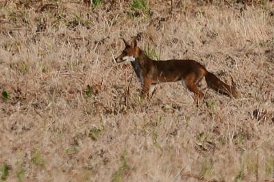 Vulpes vulpes