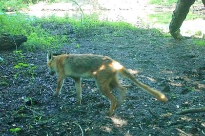 Renard roux