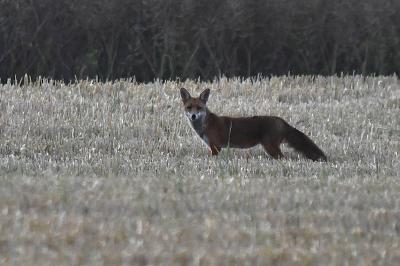 Renard roux