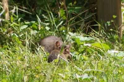 Rat surmulot