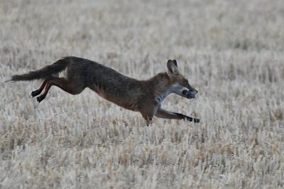 Renard roux
