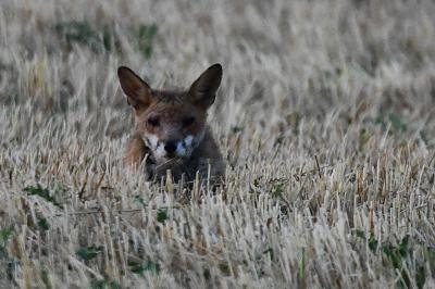 Renard roux