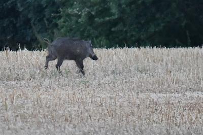 Sanglier
