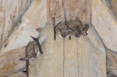 <i>Plecotus</i>