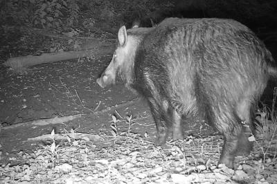 Sanglier