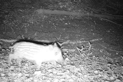 Sanglier