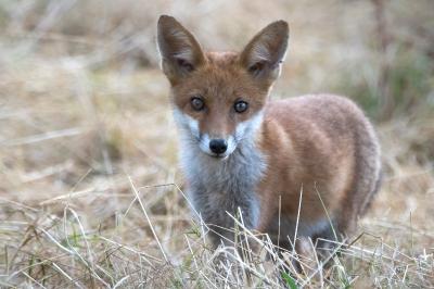 Renard roux