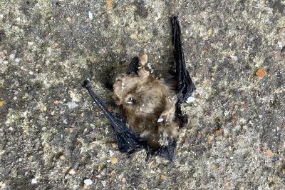 Pipistrelle commune