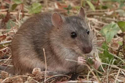 Rat surmulot