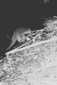 Loutre d'Europe
