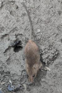 Rat des moissons