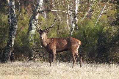 Cerf élaphe