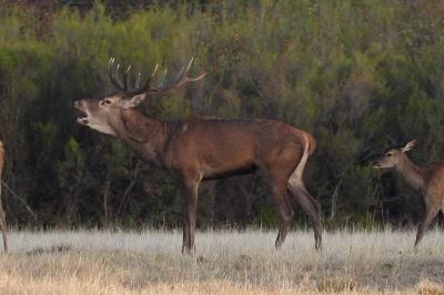 Cerf élaphe