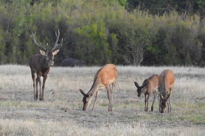 Cerf élaphe