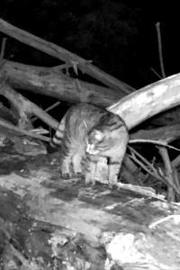 Chat forestier