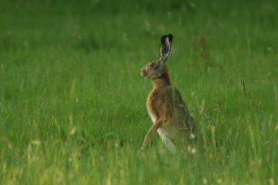 Lepus europaeus