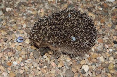 Hérisson d'Europe