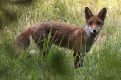 Vulpes vulpes