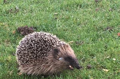 Hérisson d'Europe