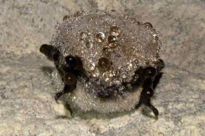 Myotis mystacinus