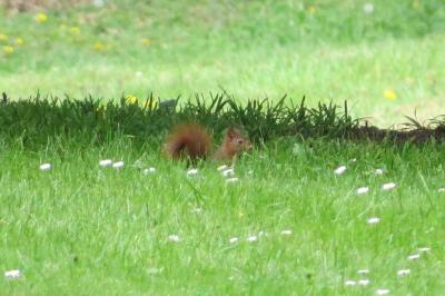 Écureuil roux