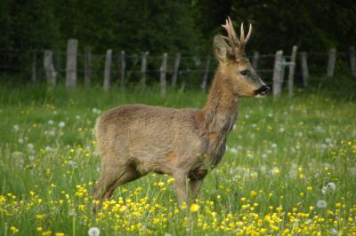 Chevreuil européen