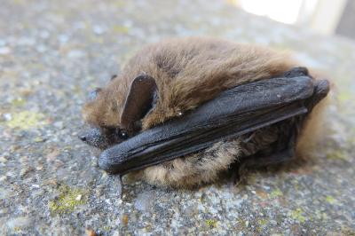 <i>Pipistrellus</i>
