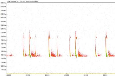 Pipistrelle commune