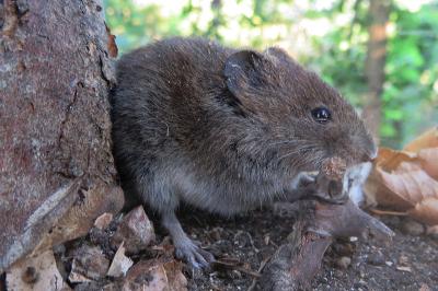 Clethrionomys glareolus