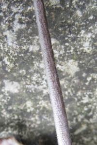 Mulot à collier