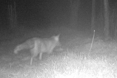 Renard roux