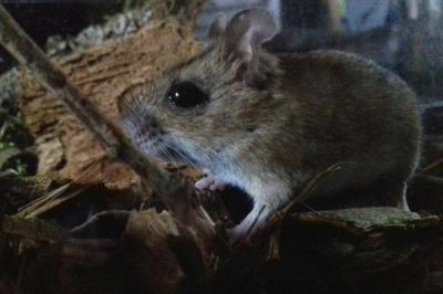 Mulot sylvestre