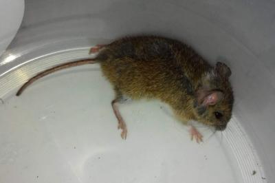Mulot sylvestre