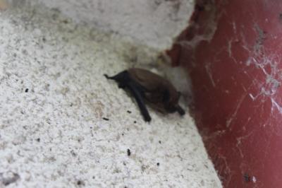 <i>Pipistrellus</i>
