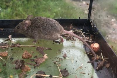 Souris grise
