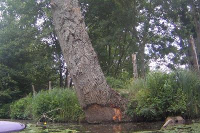Castor d'Eurasie