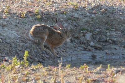Lepus europaeus