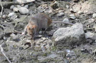 Rat surmulot