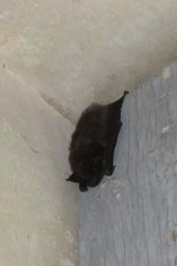 <i>Myotis</i>