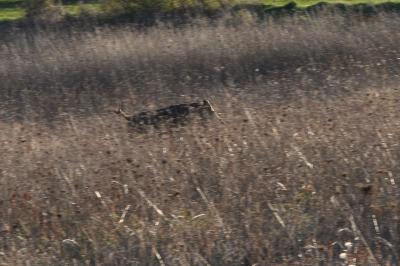 Sanglier