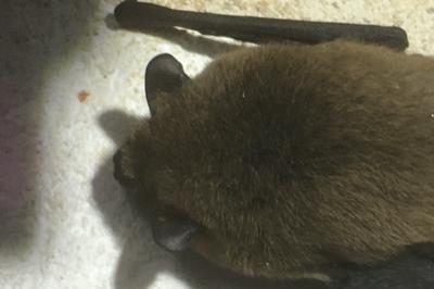 <i>Pipistrellus</i>