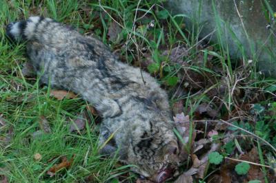 Chat forestier