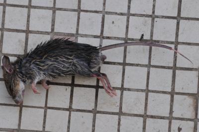Mulot sylvestre