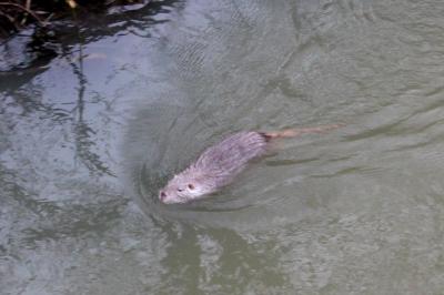 Rat musqué