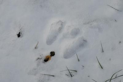 Lapin de garenne
