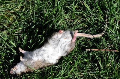 Rat surmulot
