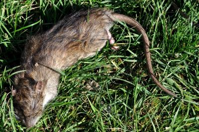 Rat surmulot